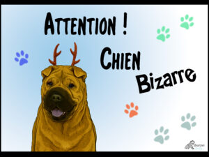 plaque chien solo